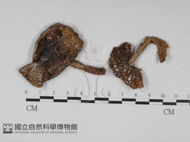 登錄號:F0002190藏品圖，第6張