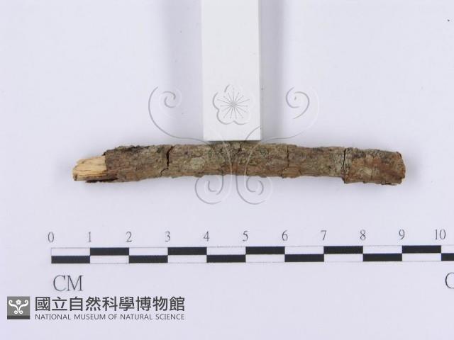 登錄號:F0002980藏品圖，第6張