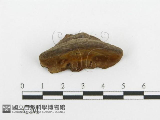 登錄號:F0016480藏品圖，第6張