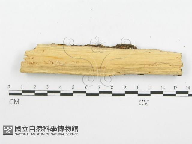 登錄號:F0001580藏品圖，第6張