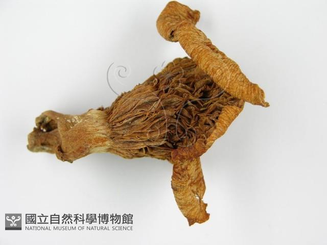 登錄號:F0014296藏品圖，第6張