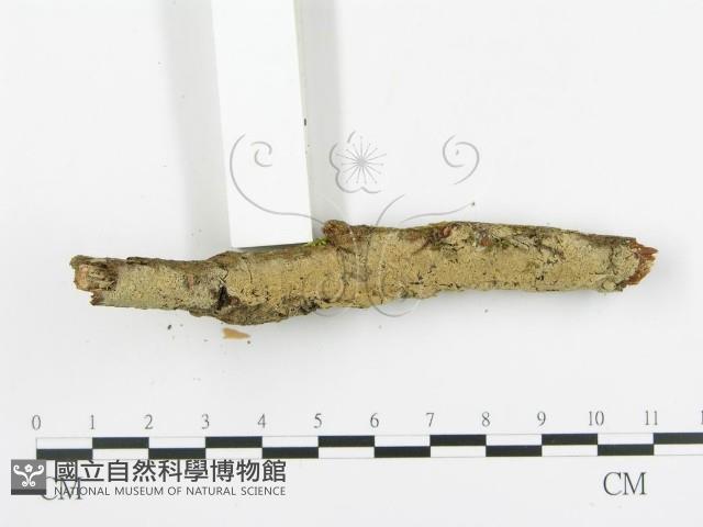 登錄號:F0015696藏品圖，第6張