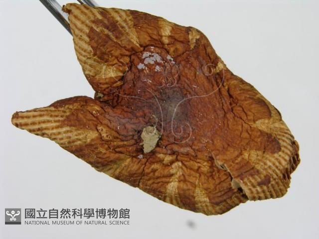 登錄號:F0011196藏品圖，第6張