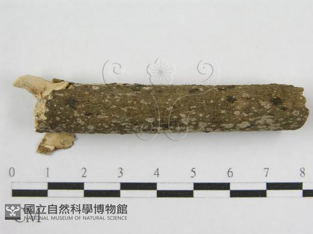 登錄號:F0011986藏品圖，第6張