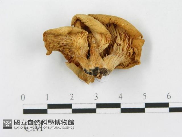 登錄號:F0001686藏品圖，第6張
