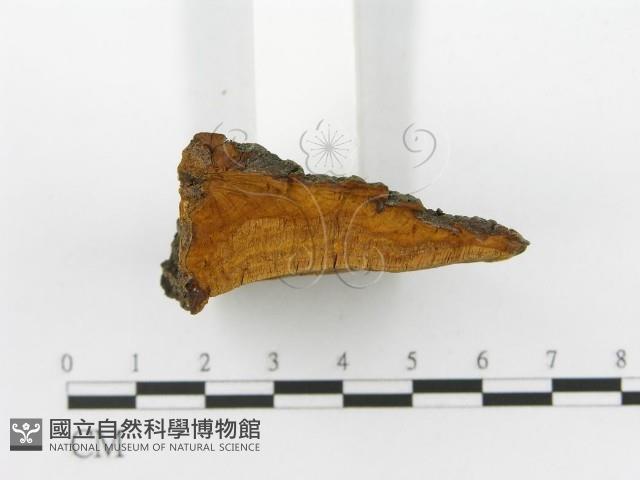 登錄號:F0015786藏品圖，第6張