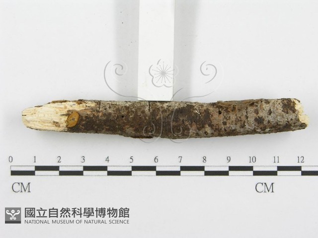 登錄號:F0013786藏品圖，第6張