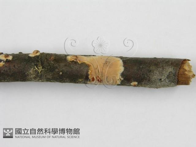 登錄號:F0012086藏品圖，第6張