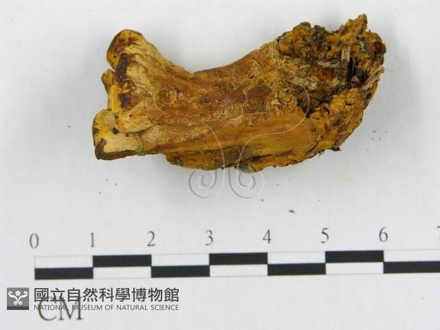 登錄號:F0006291藏品圖，第6張