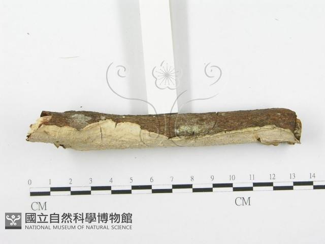 登錄號:F0020491藏品圖，第6張