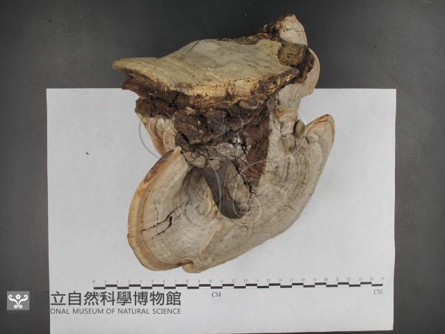 登錄號:F0009791藏品圖，第6張