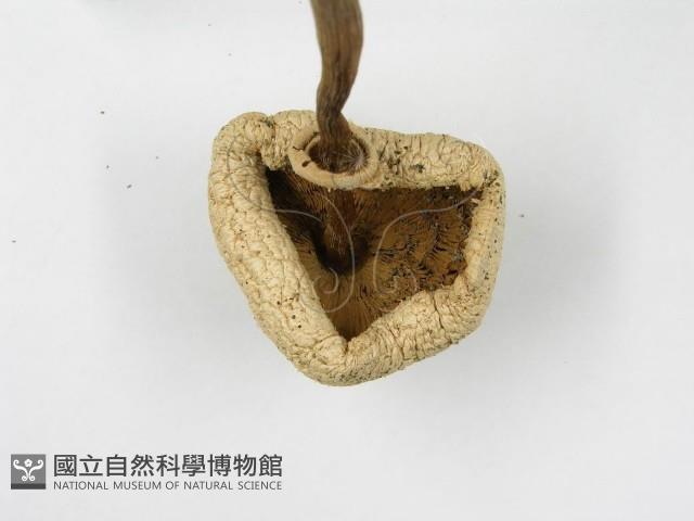 登錄號:F0003391藏品圖，第6張