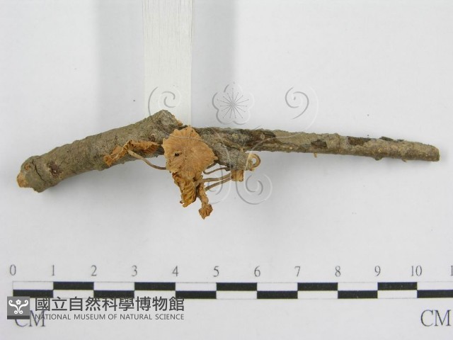 微皮傘屬藏品圖，第6張
