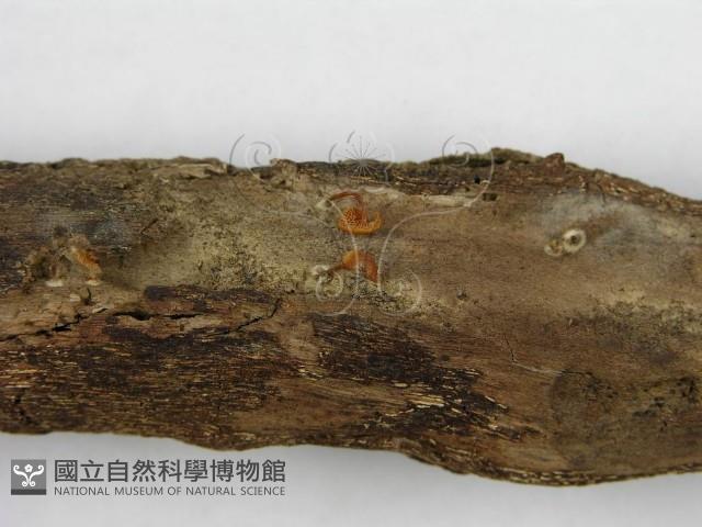 登錄號:F0008494藏品圖，第6張