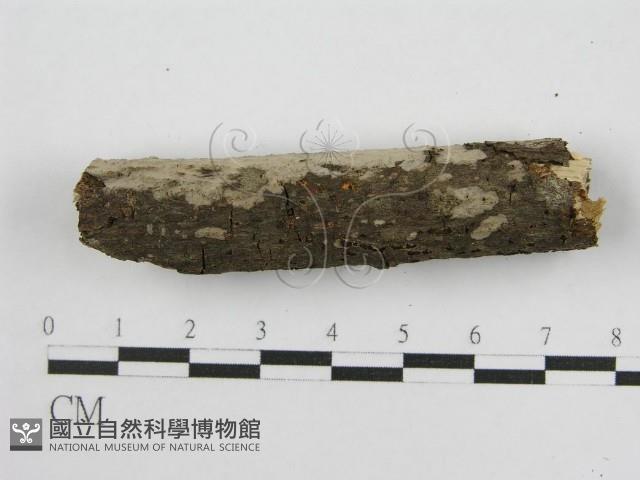 登錄號:F0011984藏品圖，第6張