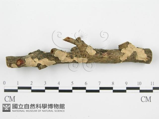 登錄號:F0004984藏品圖，第6張