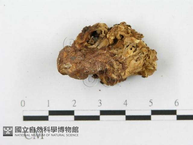 登錄號:F0020484藏品圖，第6張