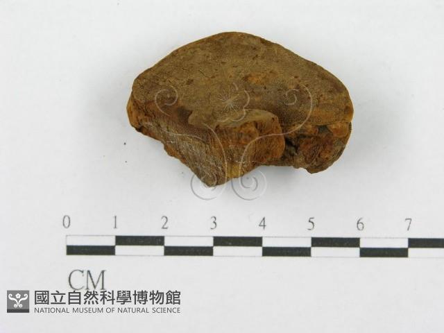 登錄號:F0016484藏品圖，第6張