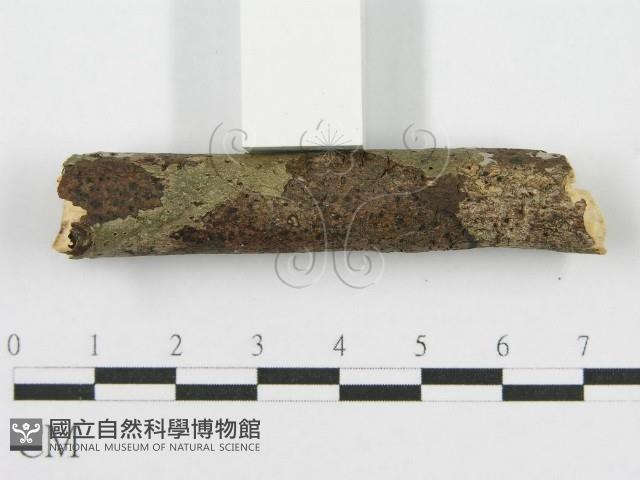 筍殼菌屬藏品圖，第6張