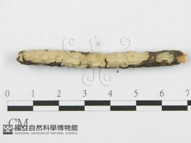 登錄號:F0017792藏品圖，第6張