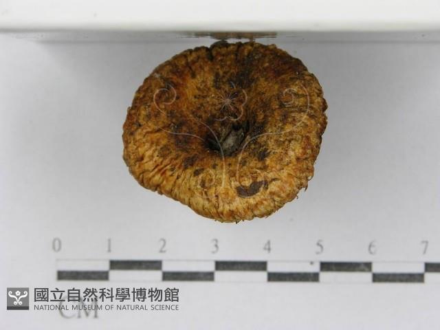 紅菇屬藏品圖，第6張