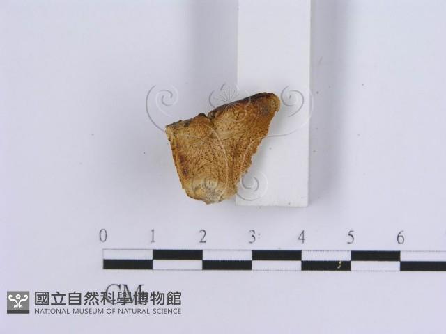 登錄號:F0017582藏品圖，第1張