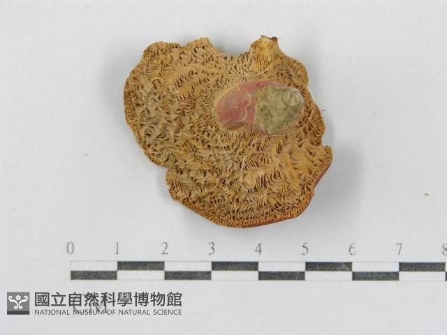 紅菇屬藏品圖，第6張