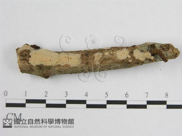 登錄號:F0010497藏品圖，第6張