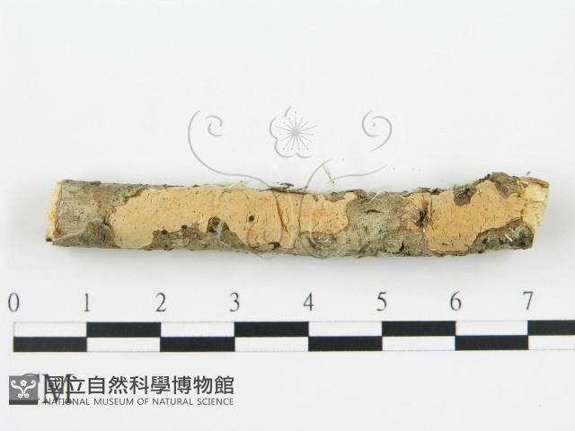 登錄號:F0012097藏品圖，第6張