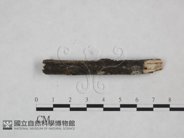 登錄號:F0024887藏品圖，第6張