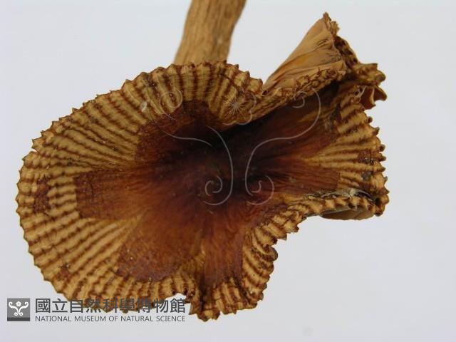 登錄號:F0008387藏品圖，第6張