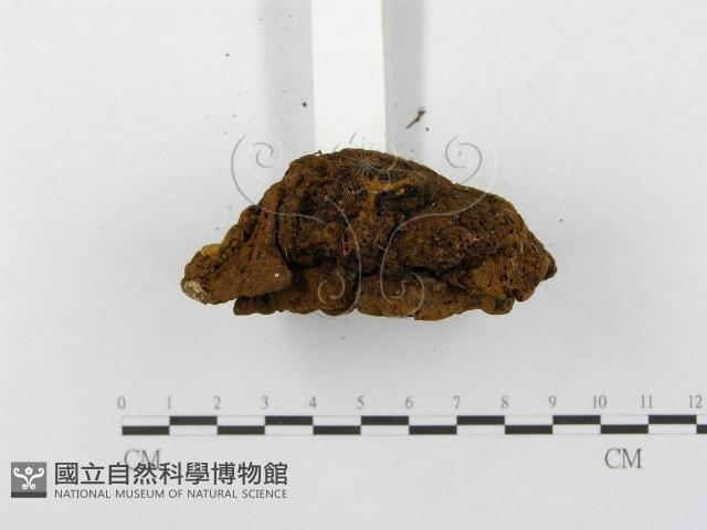登錄號:F0013295藏品圖，第6張