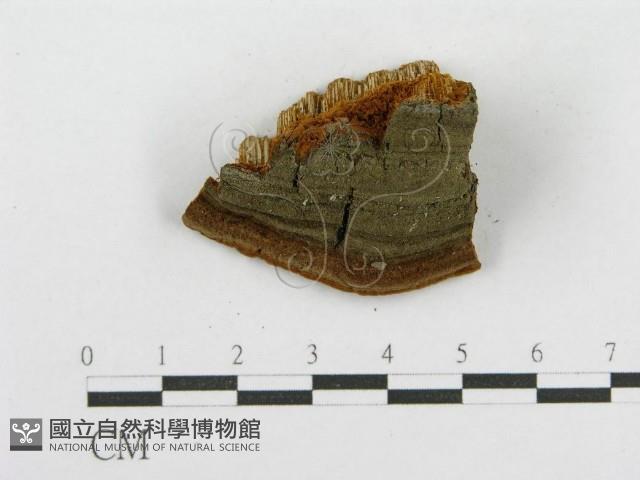 木層孔菌屬藏品圖，第6張
