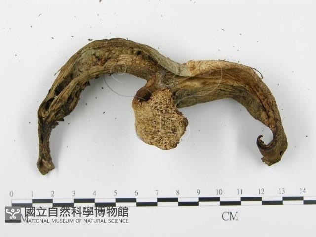 登錄號:F0008195藏品圖，第6張