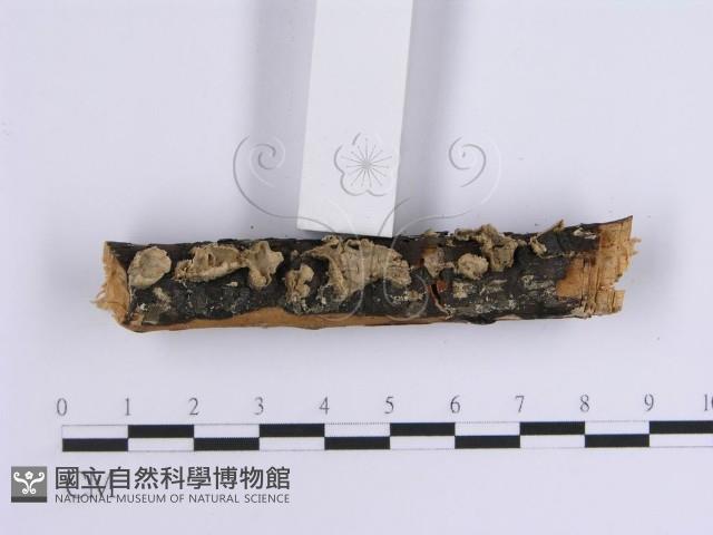 Accession Number:F0005095 Collection Image, Figure 6, Total 6 Figures