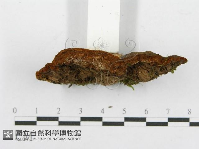 登錄號:F0017285藏品圖，第6張