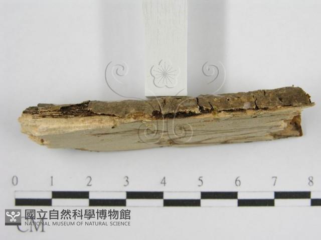 登錄號:F0010485藏品圖，第6張