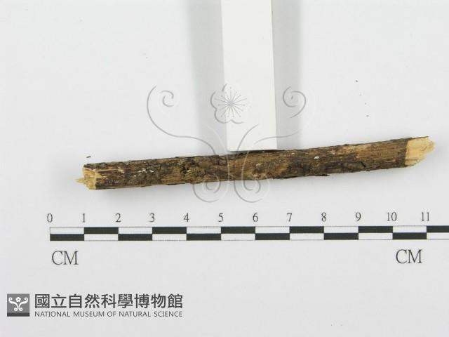 登錄號:F0001585藏品圖，第6張