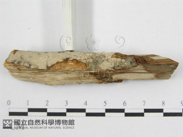 登錄號:F0011999藏品圖，第6張