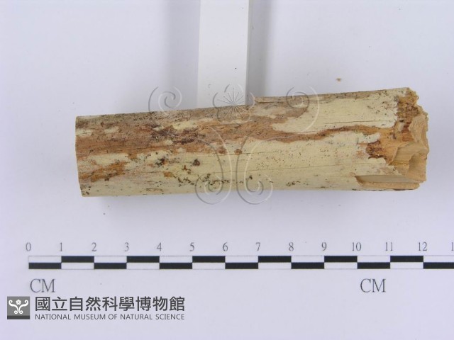 登錄號:F0002999藏品圖，第6張