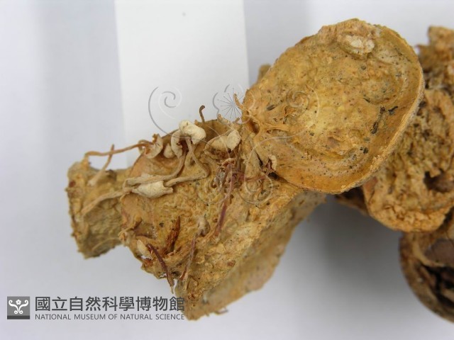 微皮傘屬藏品圖，第6張