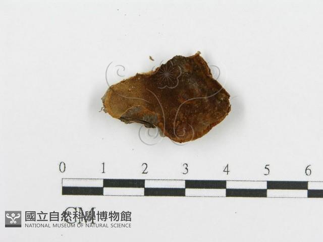 登錄號:F0017689藏品圖，第6張