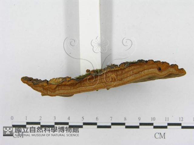 木層孔菌屬藏品圖，第6張
