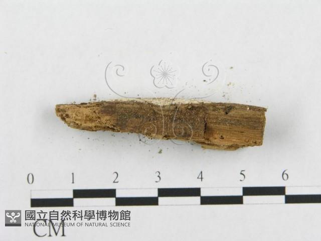 骨皮菌屬藏品圖，第6張