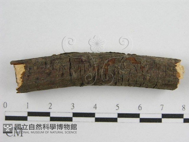登錄號:F0011983藏品圖，第6張