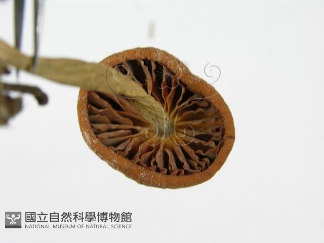 登錄號:F0001683藏品圖，第6張
