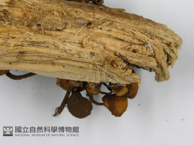 登錄號:F0014483藏品圖，第6張