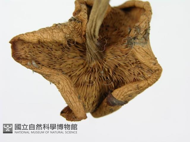 登錄號:F0012383藏品圖，第6張