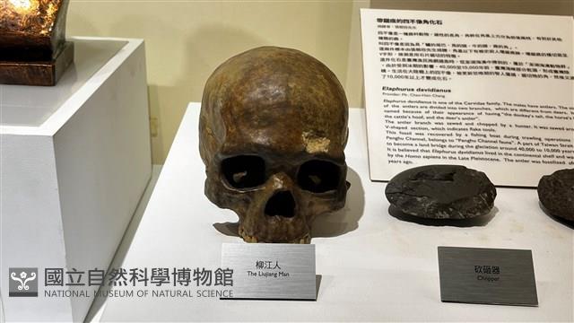 柳江智人頭骨模型藏品圖，第1張