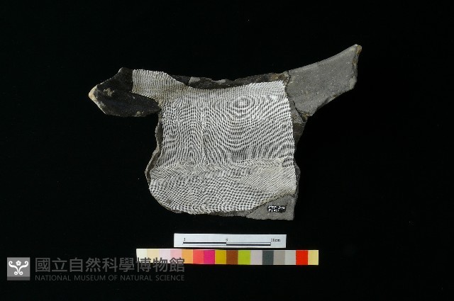 陶缸藏品圖，第3張